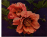 749091.jpg