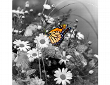 Mit ColorIt freigestellter Schmetterling